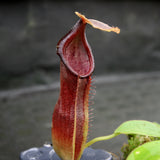 Nepenthes bongso dark