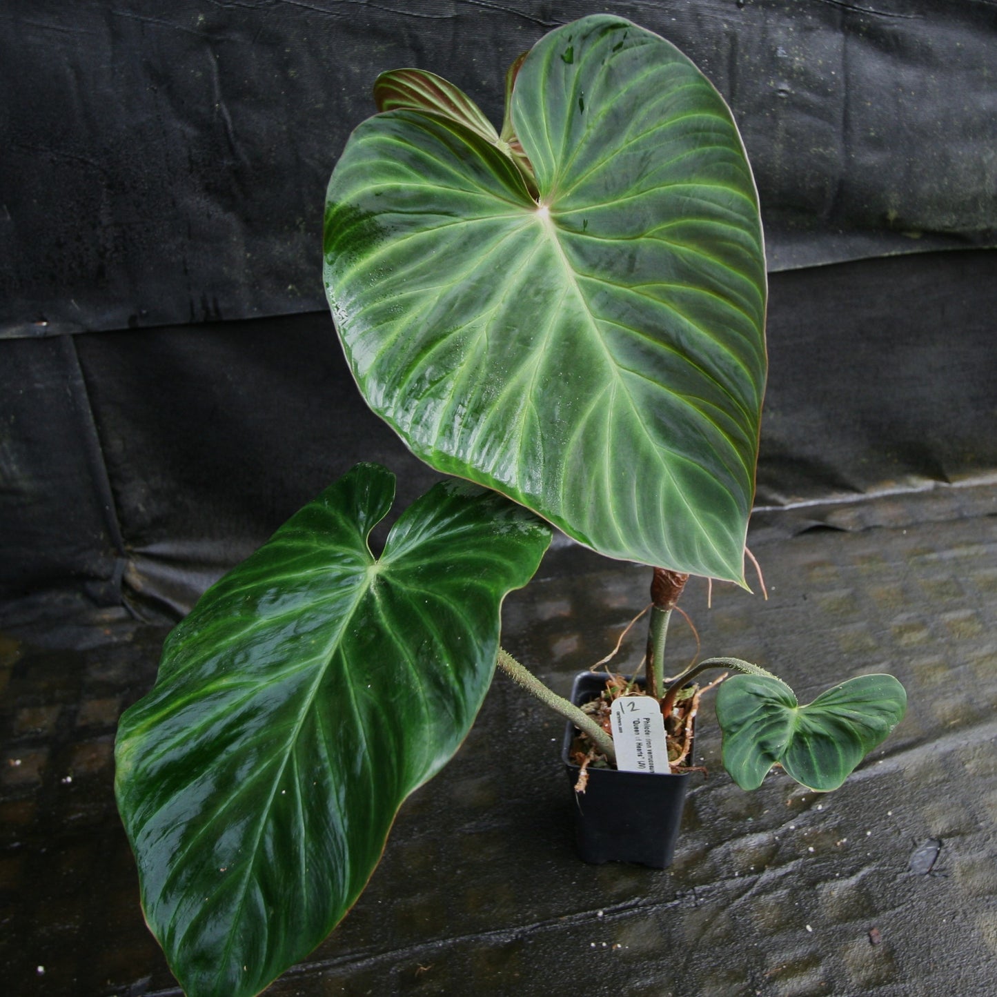 philodendron corcovadensis Philodendron verrucosum "Queen of Hearts" (Tico Blues) – Carnivero