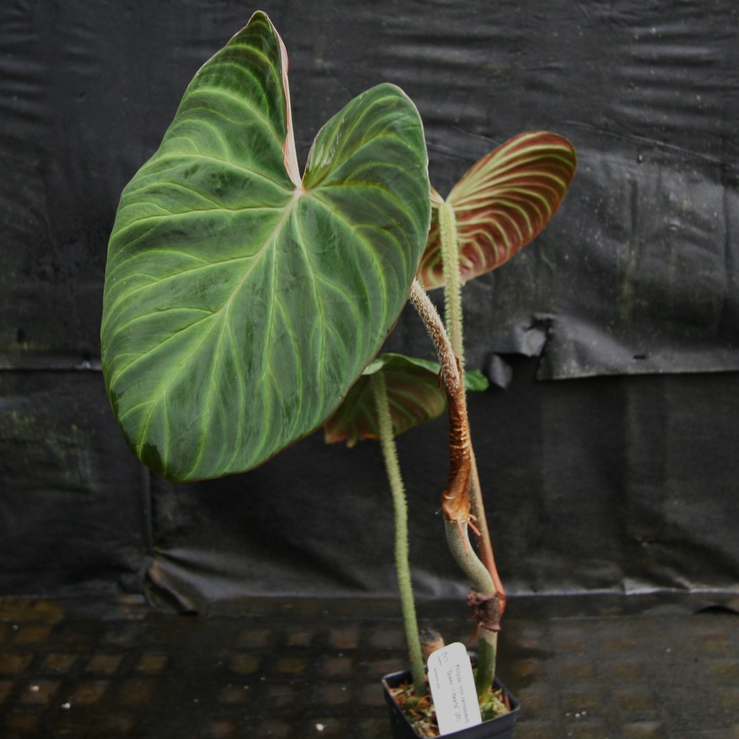 philodendron verrucosum titanium Philodendron verrucosum "Queen of Hearts" (Tico Blues) – Carnivero