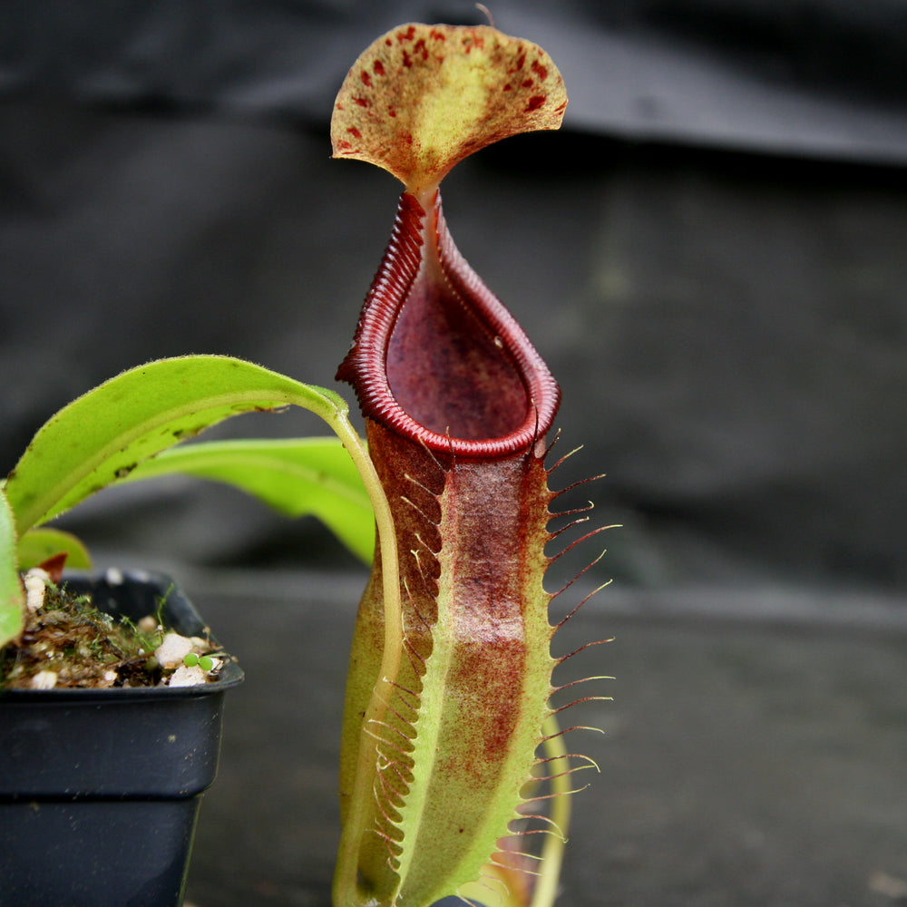 
                      
                        Nepenthes bongso dark
                      
                    
