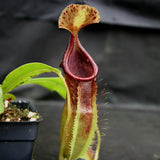 Nepenthes bongso dark