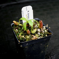 Nepenthes bongso, CAR-0175