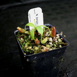 Nepenthes bongso, CAR-0175