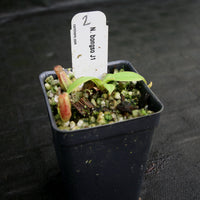 Nepenthes bongso, CAR-0175