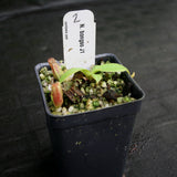 Nepenthes bongso, CAR-0175