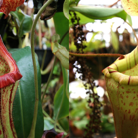 Two Nepenthes seed pod pitcher plants side by side, left red and speckled interior, right green with red stripes.
