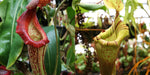 Nepenthes {maxima Pieriensis x [(lowii x veitchii) x boschiana]} x (veitchii Big Mama x platychila)