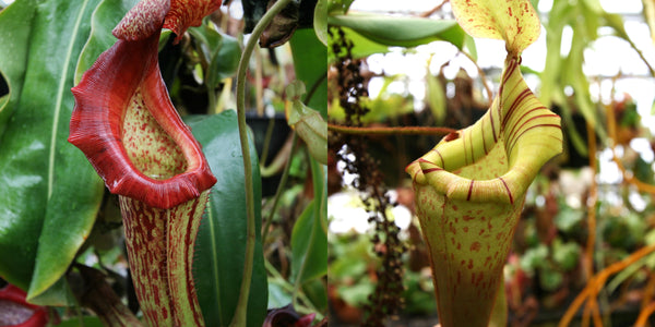 Nepenthes {maxima Pieriensis x [(lowii x veitchii) x boschiana]} x (veitchii Big Mama x platychila)