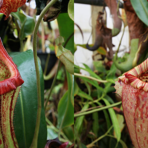 Two Nepenthes seed pod pitchers side by side, left crimson red, right yellow green with red stripes.
