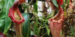 Nepenthes {maxima Pieriensis x [(lowii x veitchii) x boschiana]} x (maxima x veitchii HL)