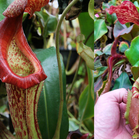 Two Nepenthes seed pods from a striped cultivar; left shows a red funnel pitcher with speckled interior, right a striped yellow red pitcher.