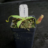Nepenthes bongso, CAR-0175