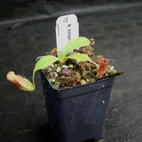 Nepenthes bongso, CAR-0175