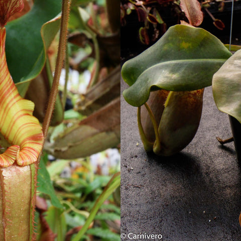 Split image of Nepenthes seed pod hybrid with striped yellow red pitcher on left and pink red speckled pitcher with plant tag on right.