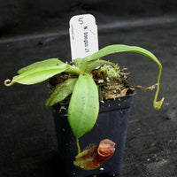 Nepenthes bongso, CAR-0175