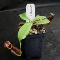Nepenthes bongso, CAR-0175