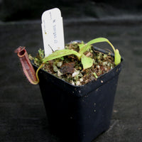 Nepenthes bongso, CAR-0175