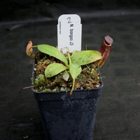 Nepenthes bongso, CAR-0175