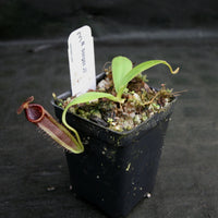 Nepenthes bongso, CAR-0175