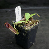 Nepenthes bongso, CAR-0175