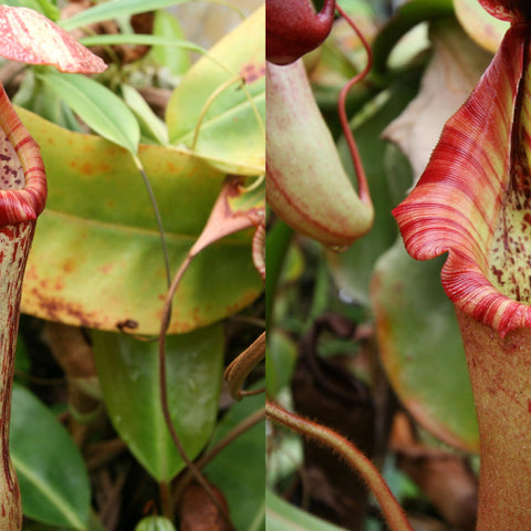 Two Nepenthes boschiana hybrids with hanging pitchers, a green mottled pod on the left and a red striped pitcher on the right.