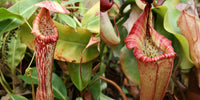 Nepenthes boschiana -BE x {[(lowii x veitchii) x boschiana] x veitchii} -Seed Pod