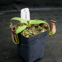 Nepenthes bongso, CAR-0175