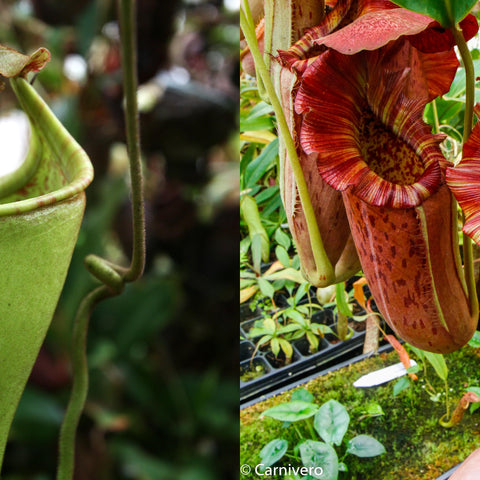 Nepenthes eymae JB hybrid pitchers with vivid red stripes among green foliage.