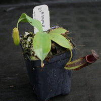Nepenthes bongso, CAR-0175