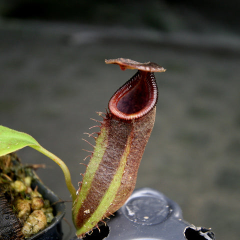 Close-up of Nepenthes bongso pitcher with a tall red tubular trap and a ribbed peristome.
