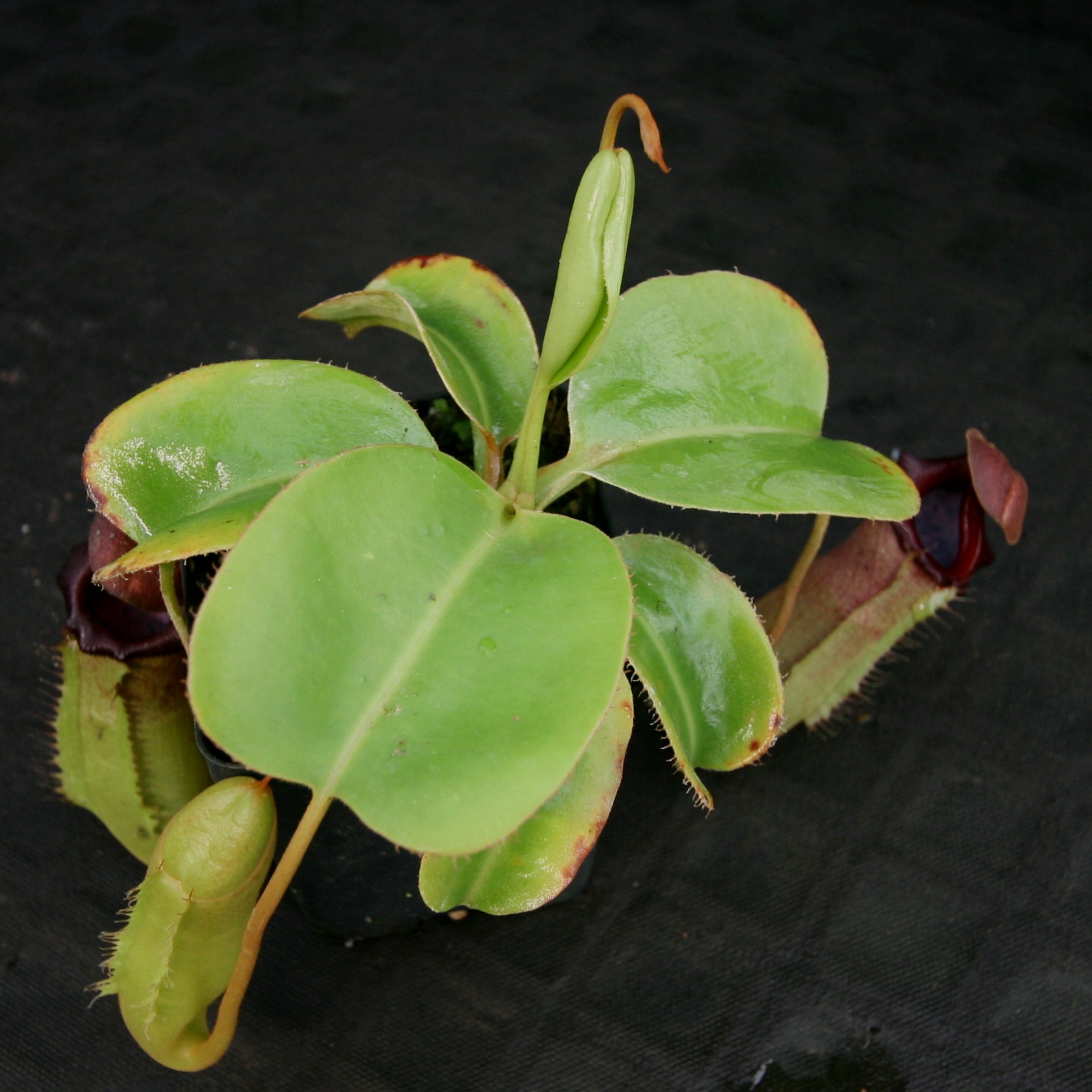 Nepenthes truncata (d) x [(ventricosa x sibuyanensis) x