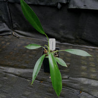 Philodendron joepii