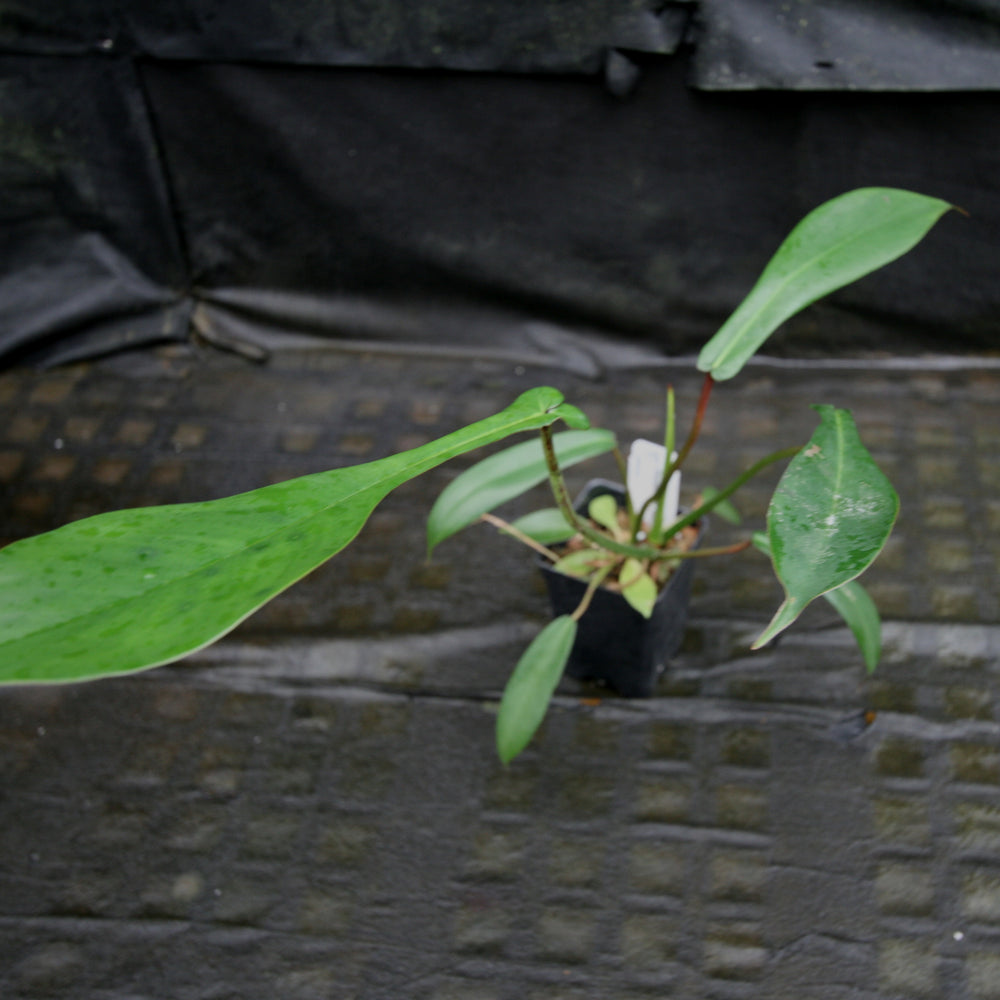 
                      
                        Philodendron joepii
                      
                    