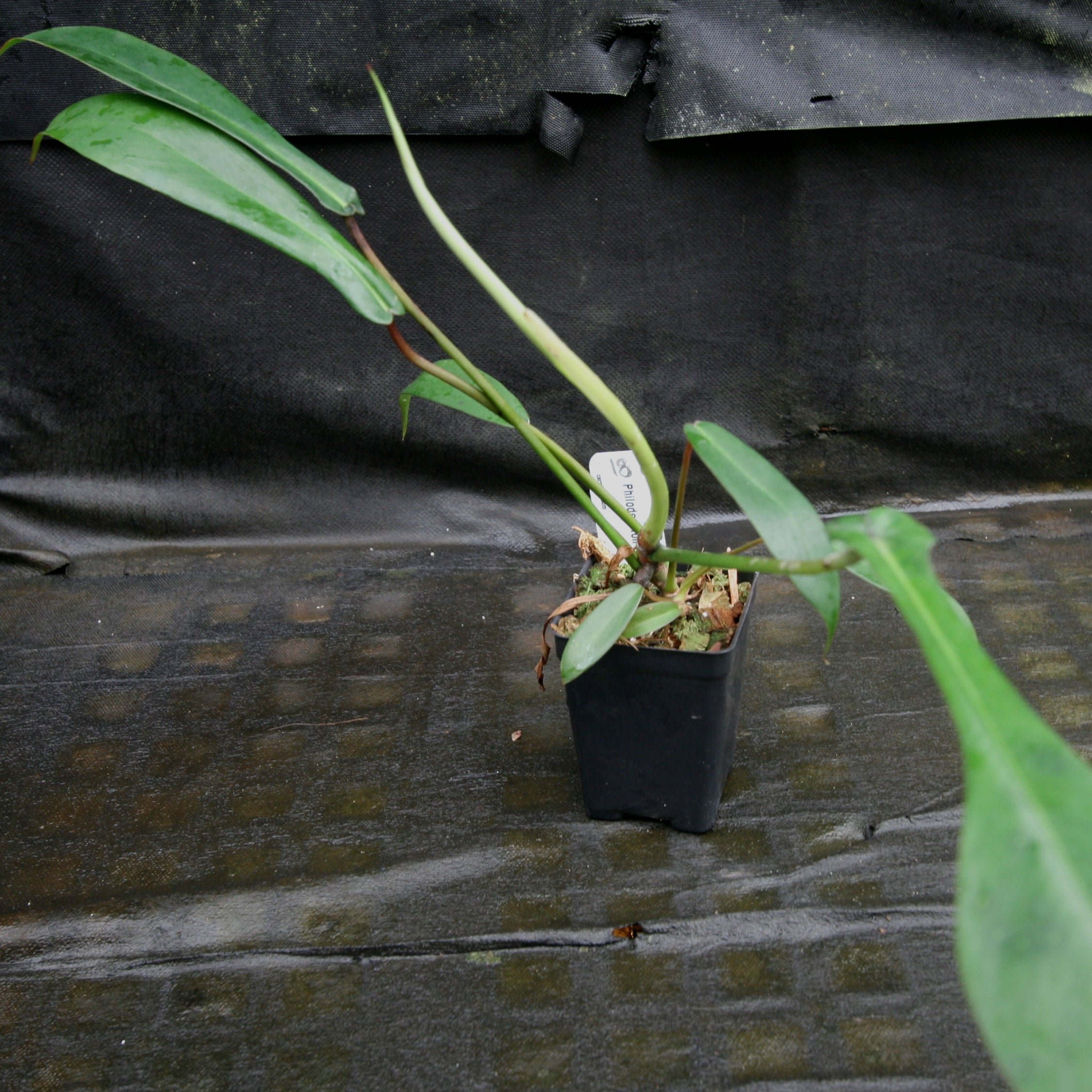 PHILODENDRON JOEPII – Welovetropicalplants