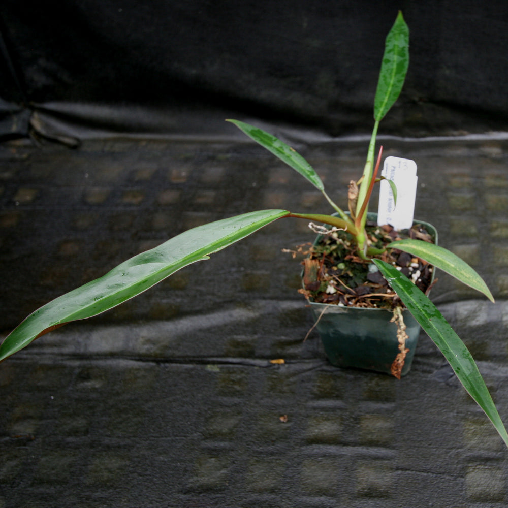 philodendron bicolour Philodendron bicolor – Carnivero