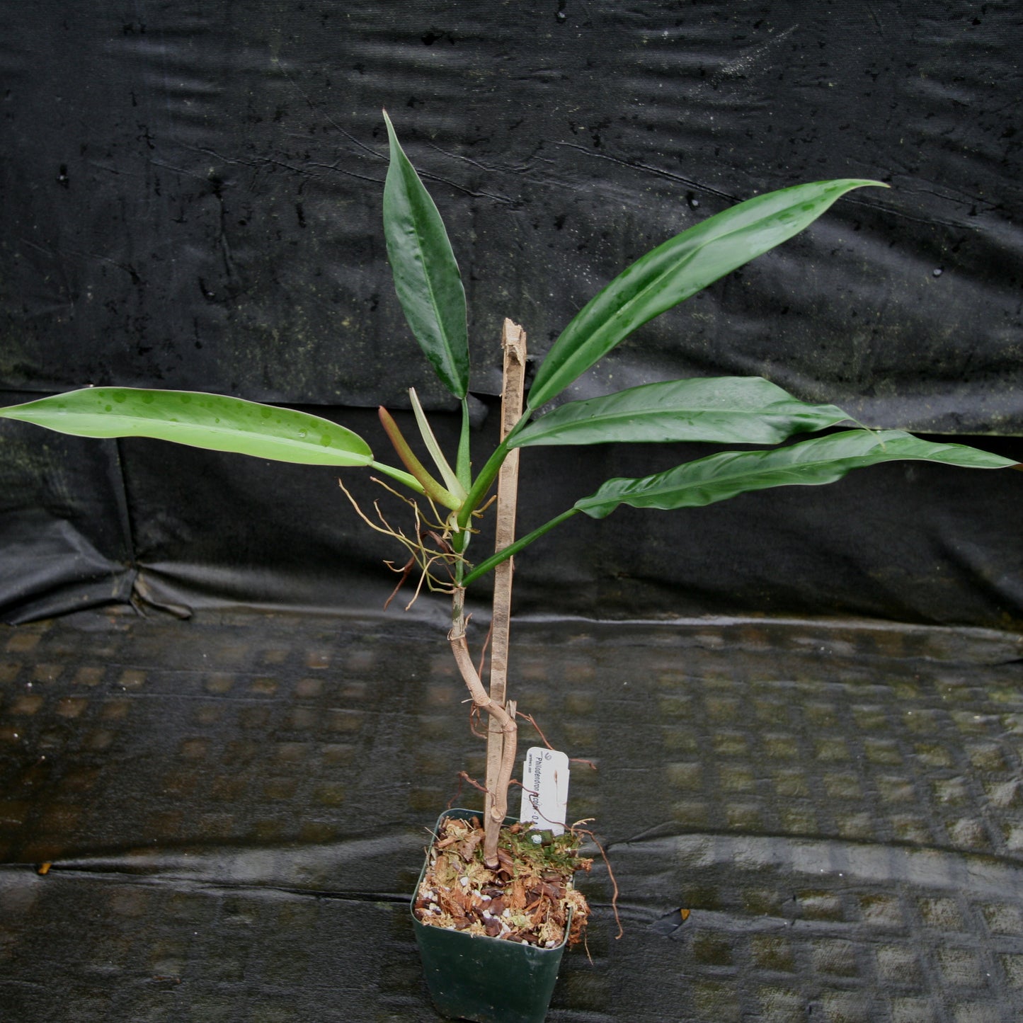 philodendron bicolor care Philodendron bicolor – Carnivero