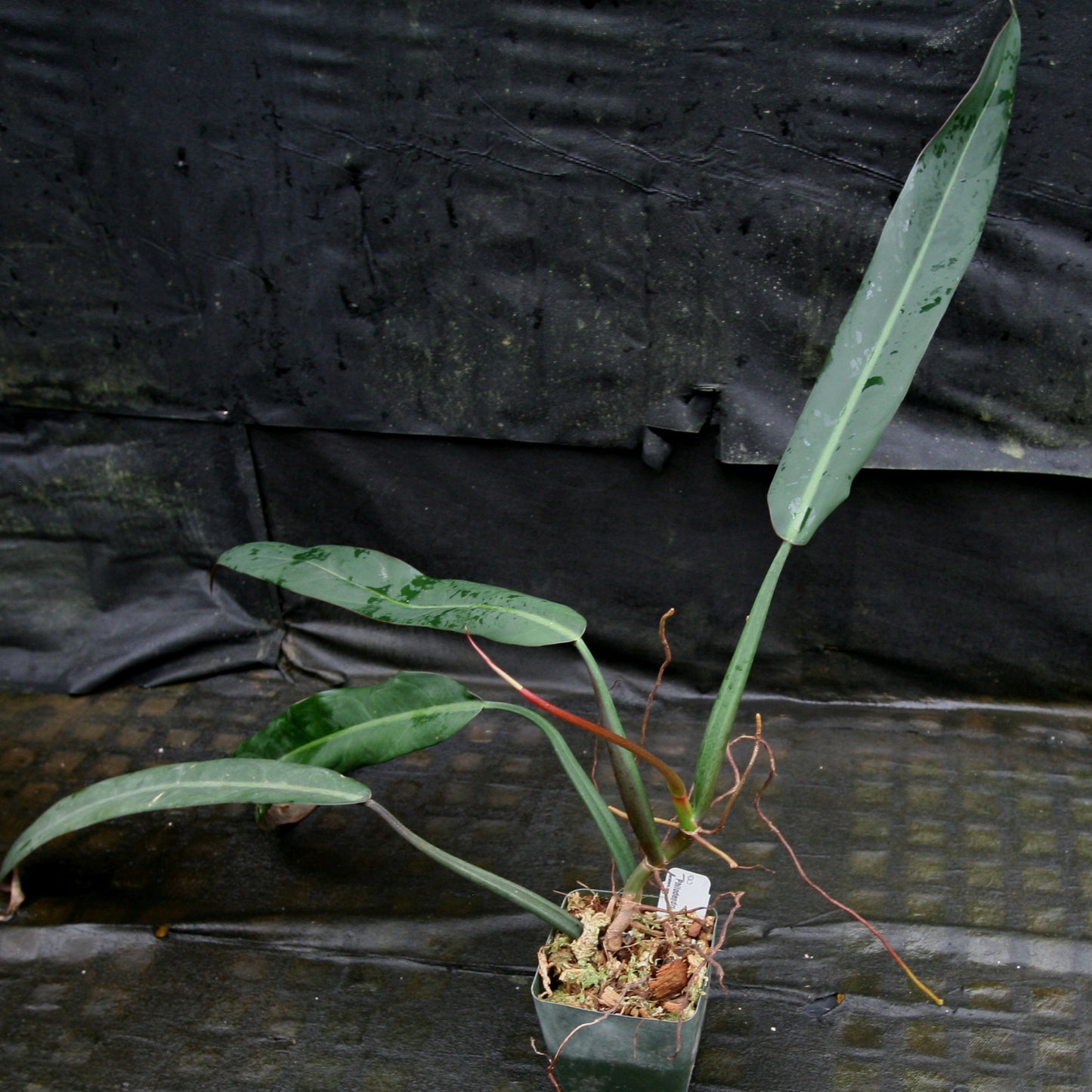philodendron bicolour Philodendron bicolor – Carnivero