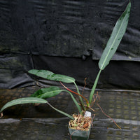 Philodendron bicolor