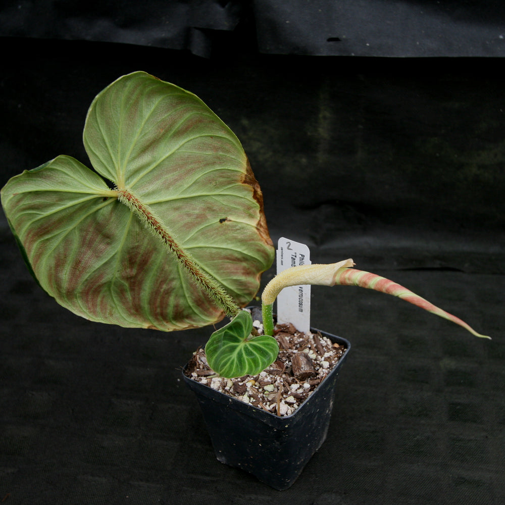 
                      
                        Philodendron verrucosum "Tambillo"
                      
                    