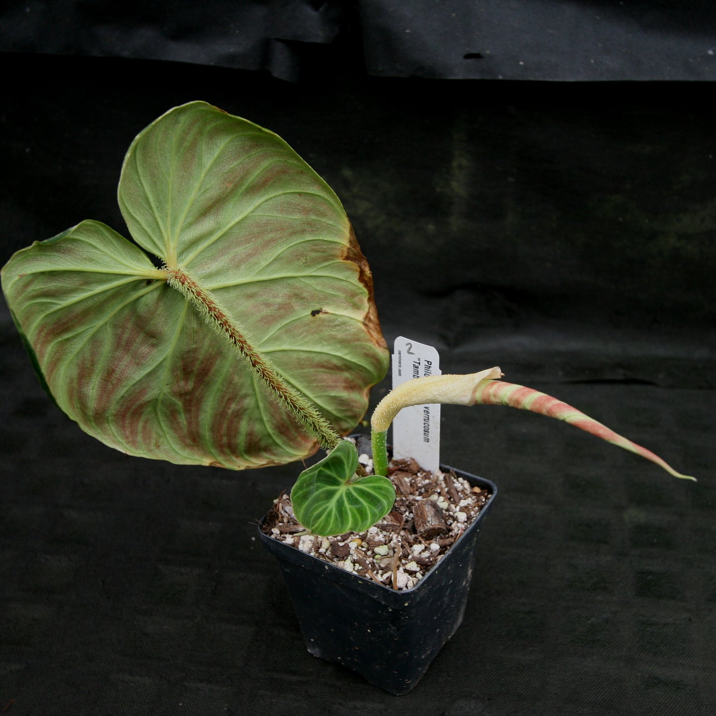 philodendron verrucosum tumbez Philodendron verrucosum "Tambillo" – Carnivero