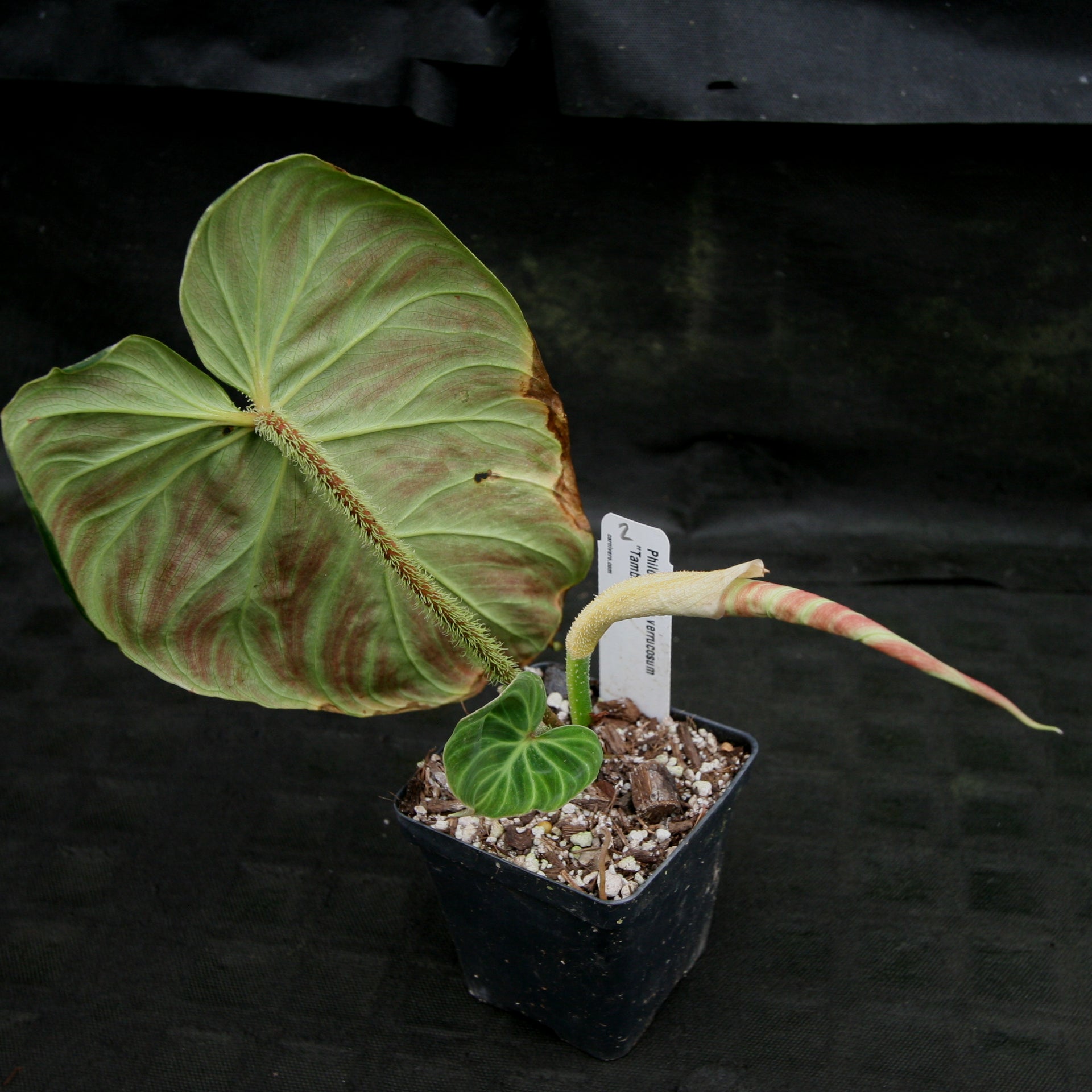 Philodendron verrucosum 