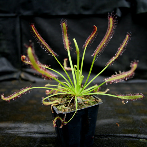 Cape Sundew Drosera capensis with red tipped sticky tentacles radiating from a green rosette in a small pot