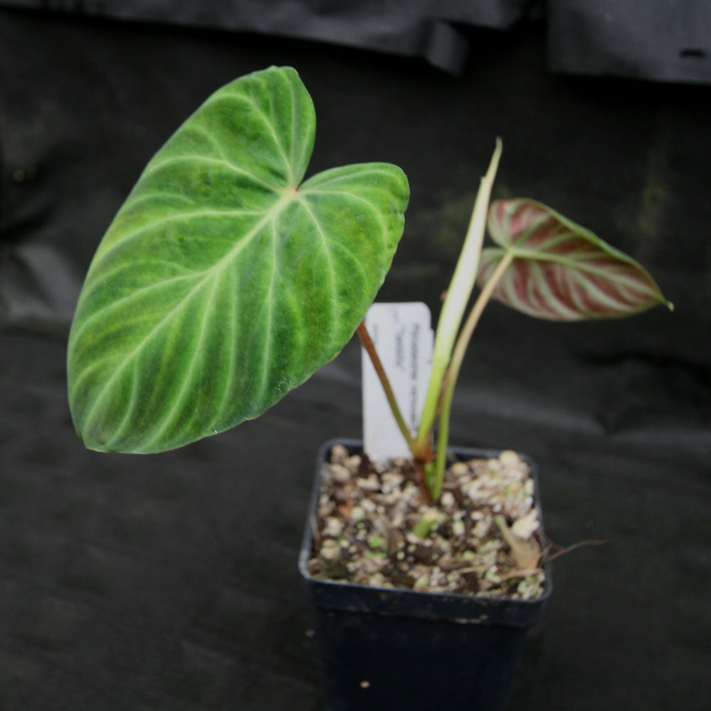 
                      
                        Philodendron verrucosum "Tambillo"
                      
                    