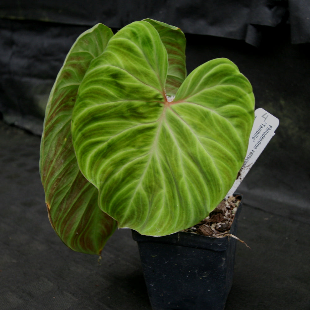 
                      
                        Philodendron verrucosum "Tambillo"
                      
                    