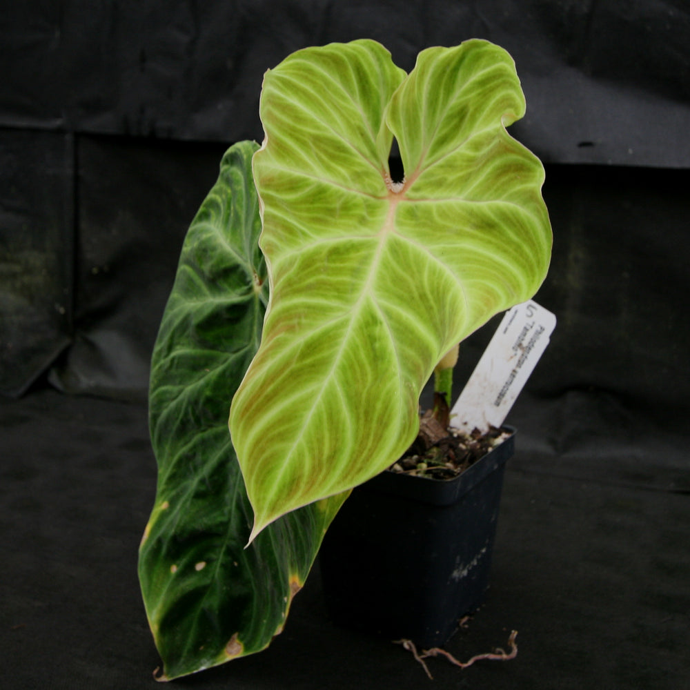 
                      
                        Philodendron verrucosum "Tambillo"
                      
                    