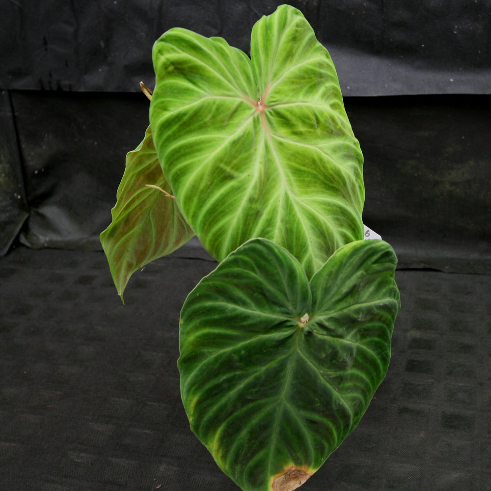 
                      
                        Philodendron verrucosum "Tambillo"
                      
                    