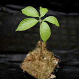 Amorphophallus variabilis, Voodoo Lily