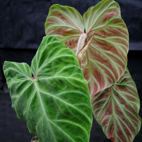 Philodendron verrucosum Tambillo with a foreground glossy green leaf and a pink variegated leaf in the background