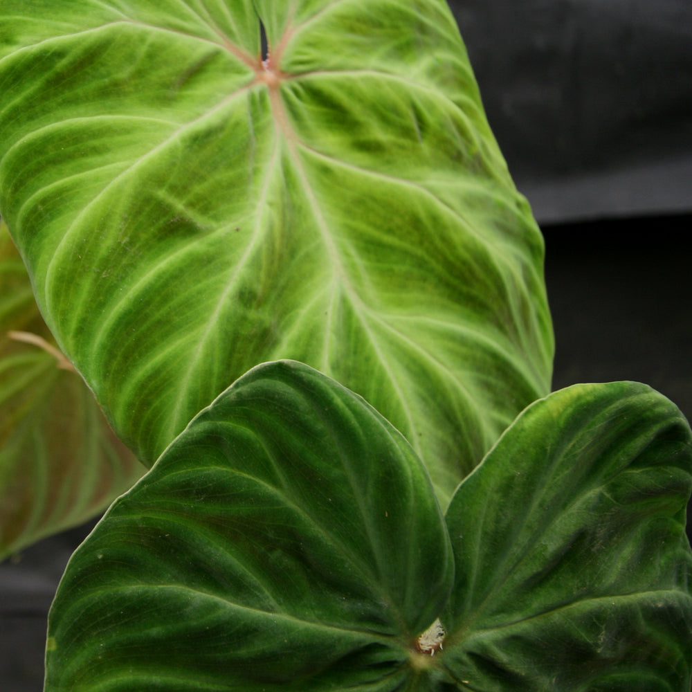 
                      
                        Philodendron verrucosum "Tambillo"
                      
                    