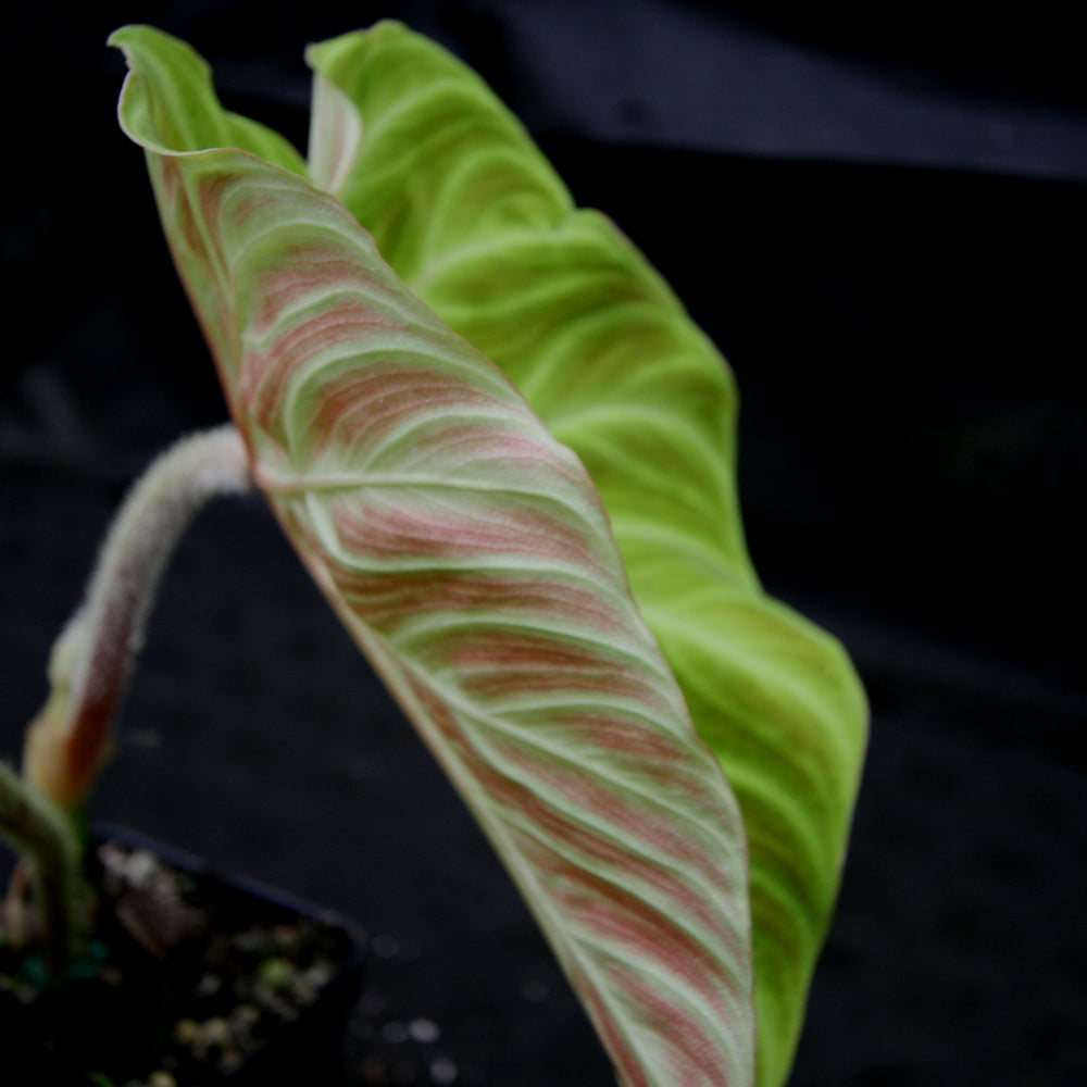 
                      
                        Philodendron verrucosum "Tambillo"
                      
                    
